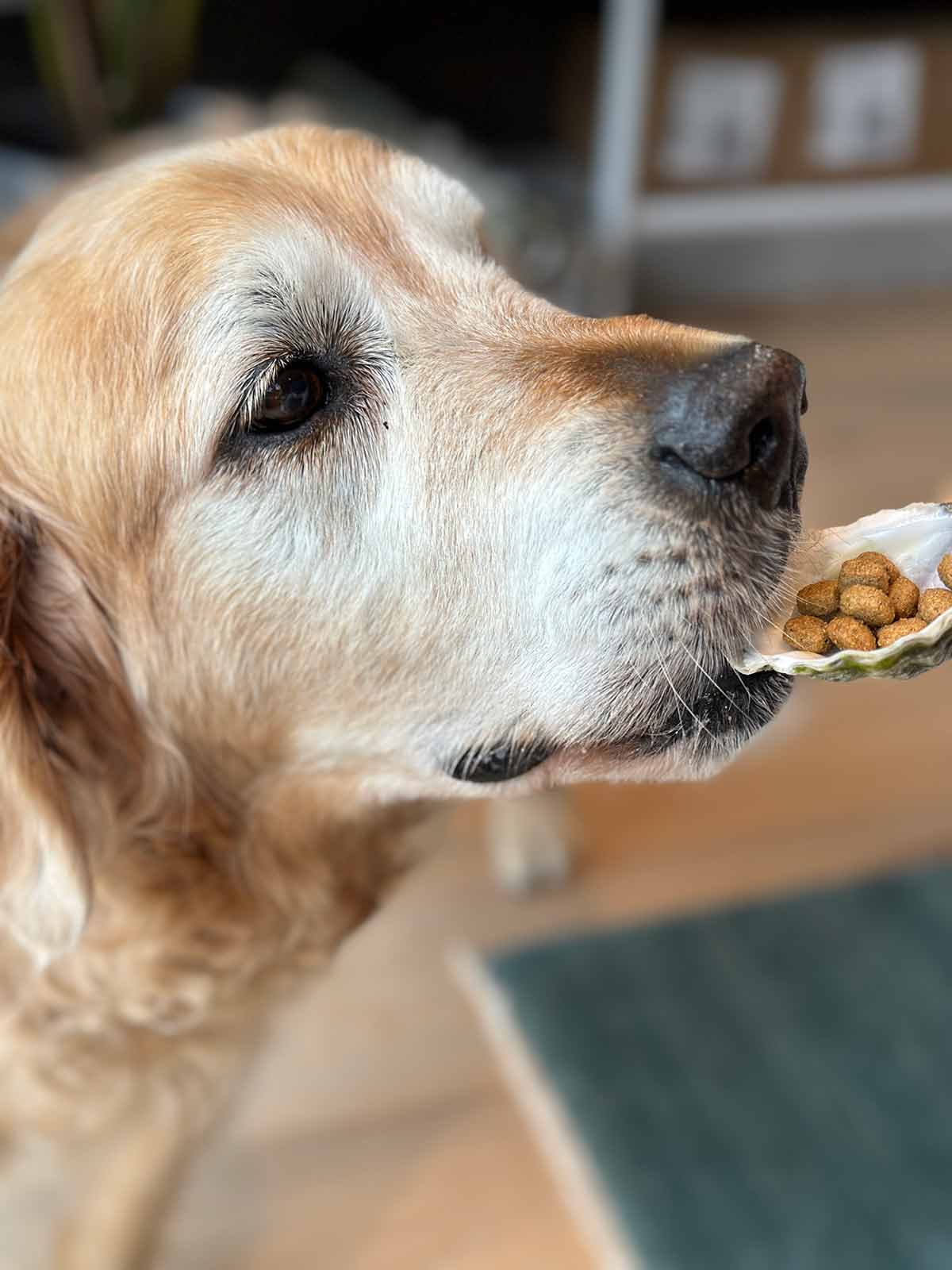 Dozer eating oyster shell