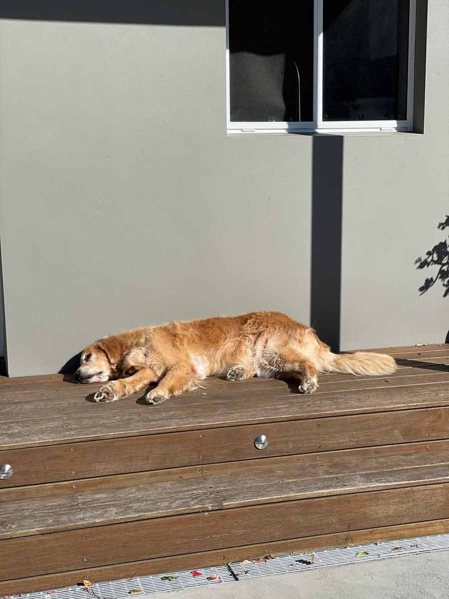 Dozer the golden retriever snoozing on front porch