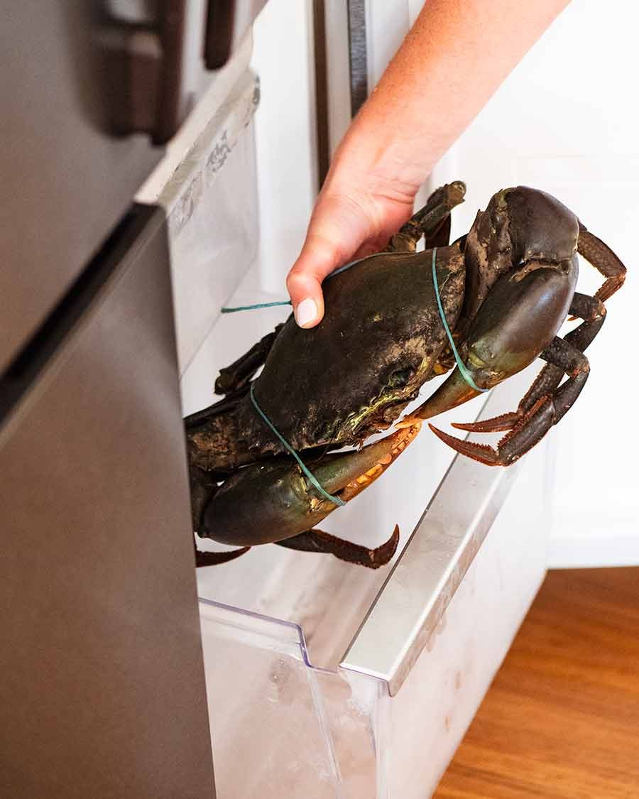 Putting mud crab in freezer to kill it humanely