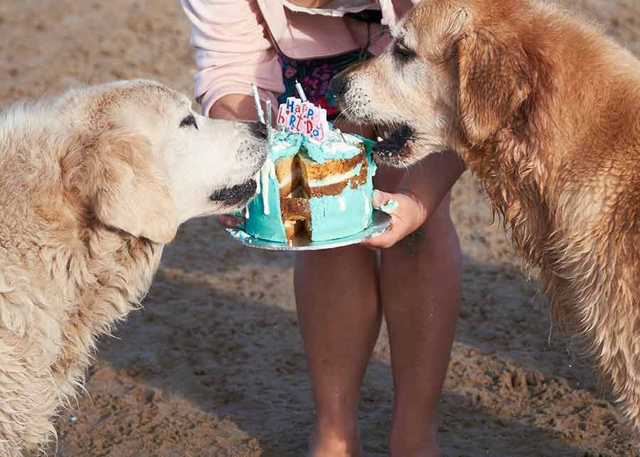 Dozer golden retriever dog birthday party - Drip Dog Birthday Cake