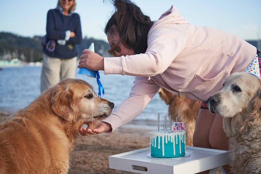 Dozer golden retriever dog birthday party - Drip Dog Birthday Cake