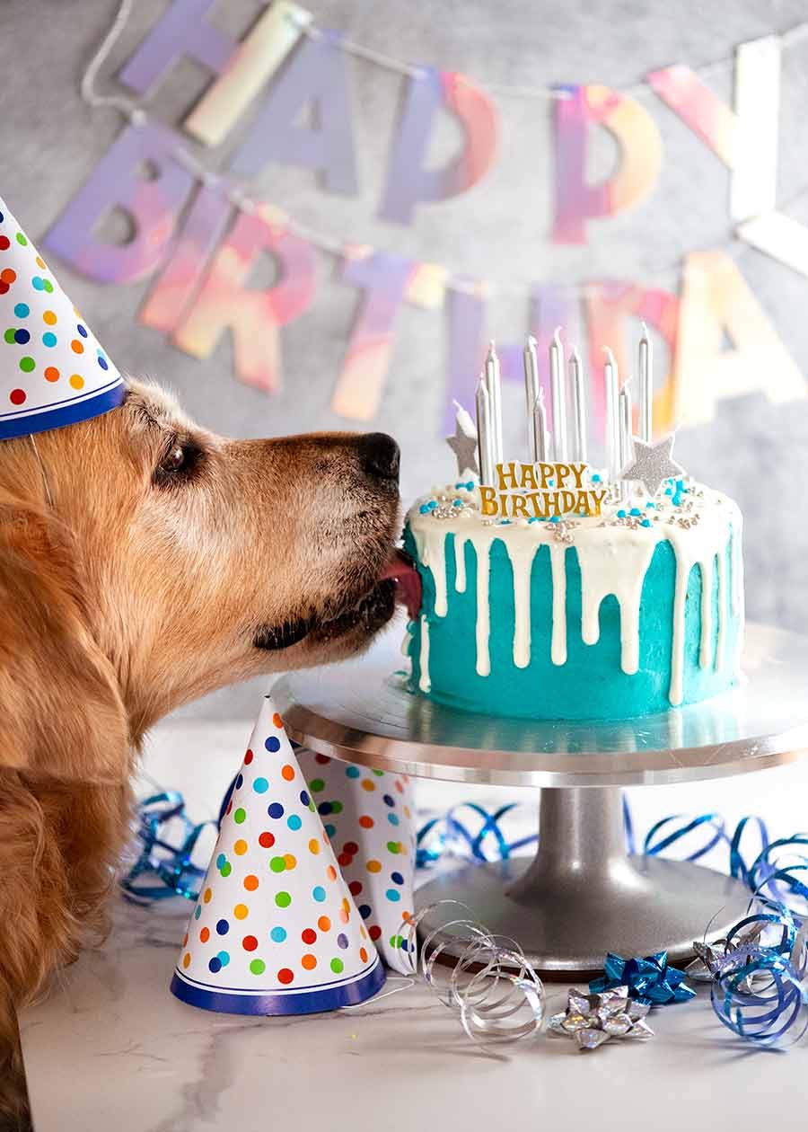 Dozer licking his Drip dog birthday cake