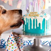 Dozer licking his Drip dog birthday cake