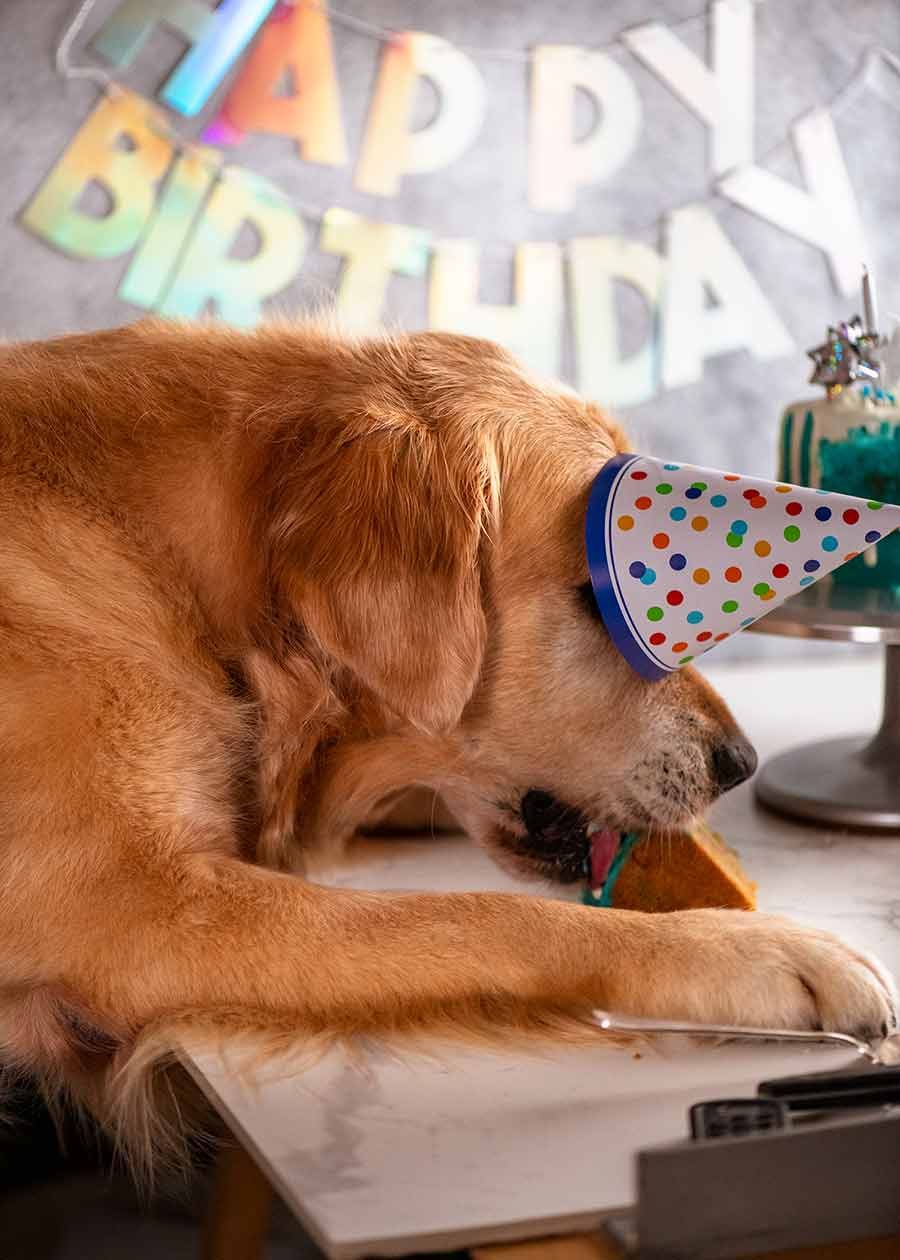 Dozer eating his dog birthday cake