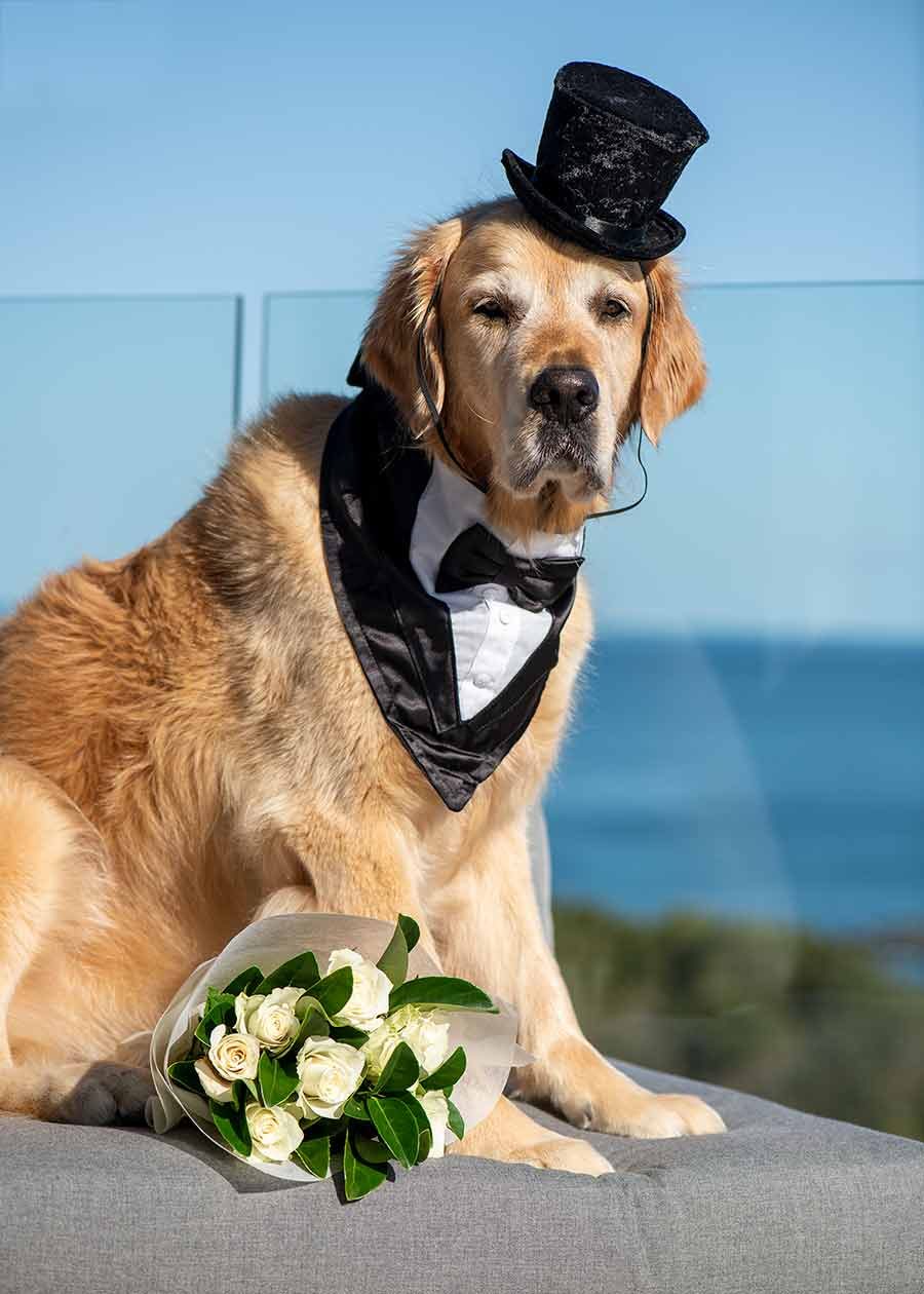 Dozer golden retriever Mother's Day tux flowers