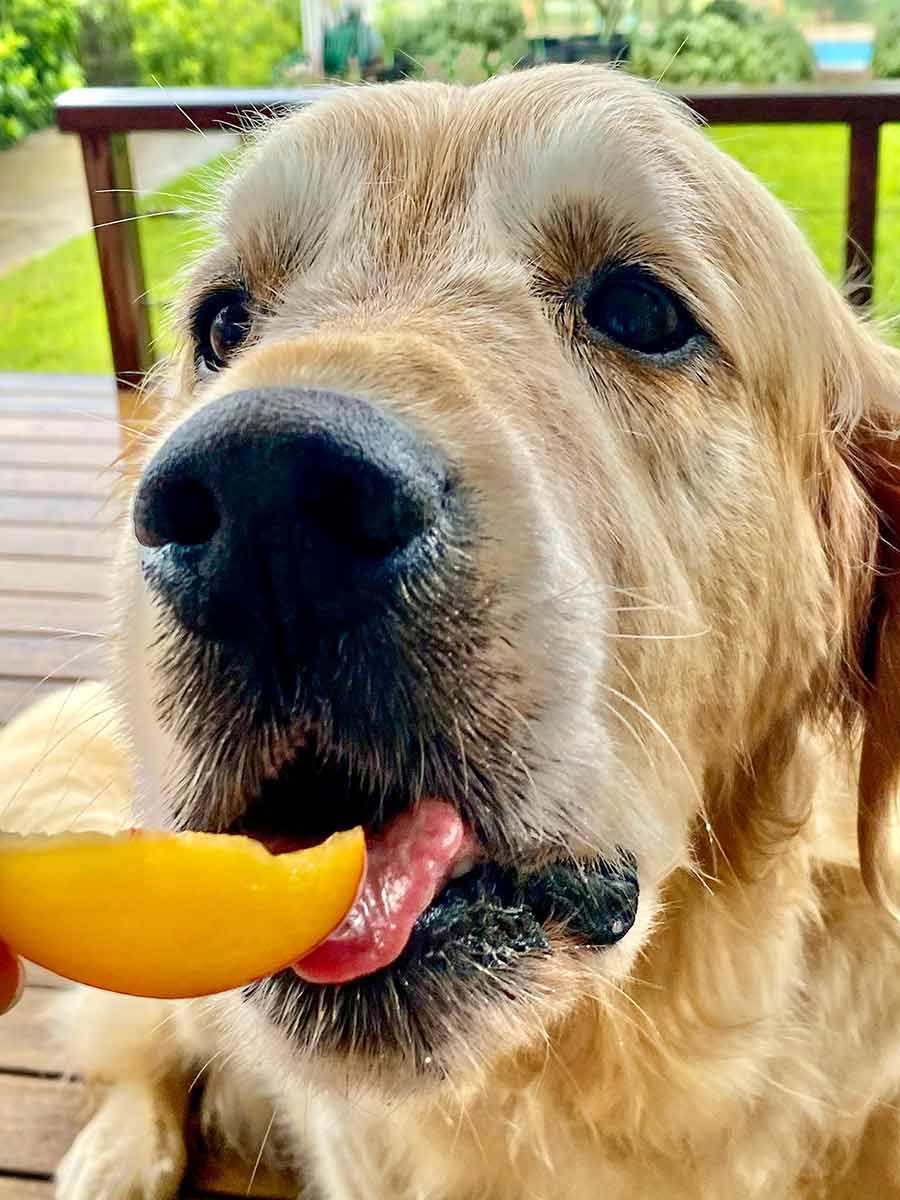 dozer-eating-peach-slice Dozer eating peach slice