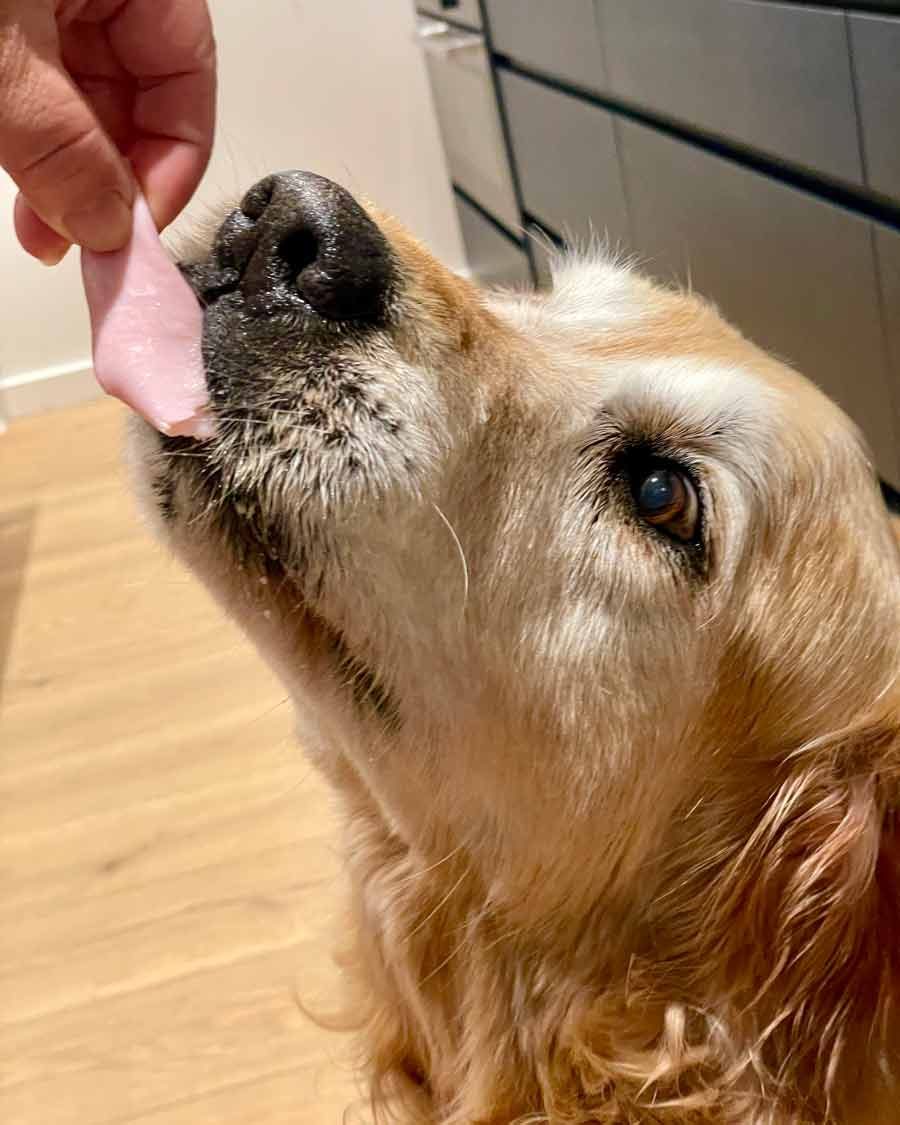 dozer-checking-ham