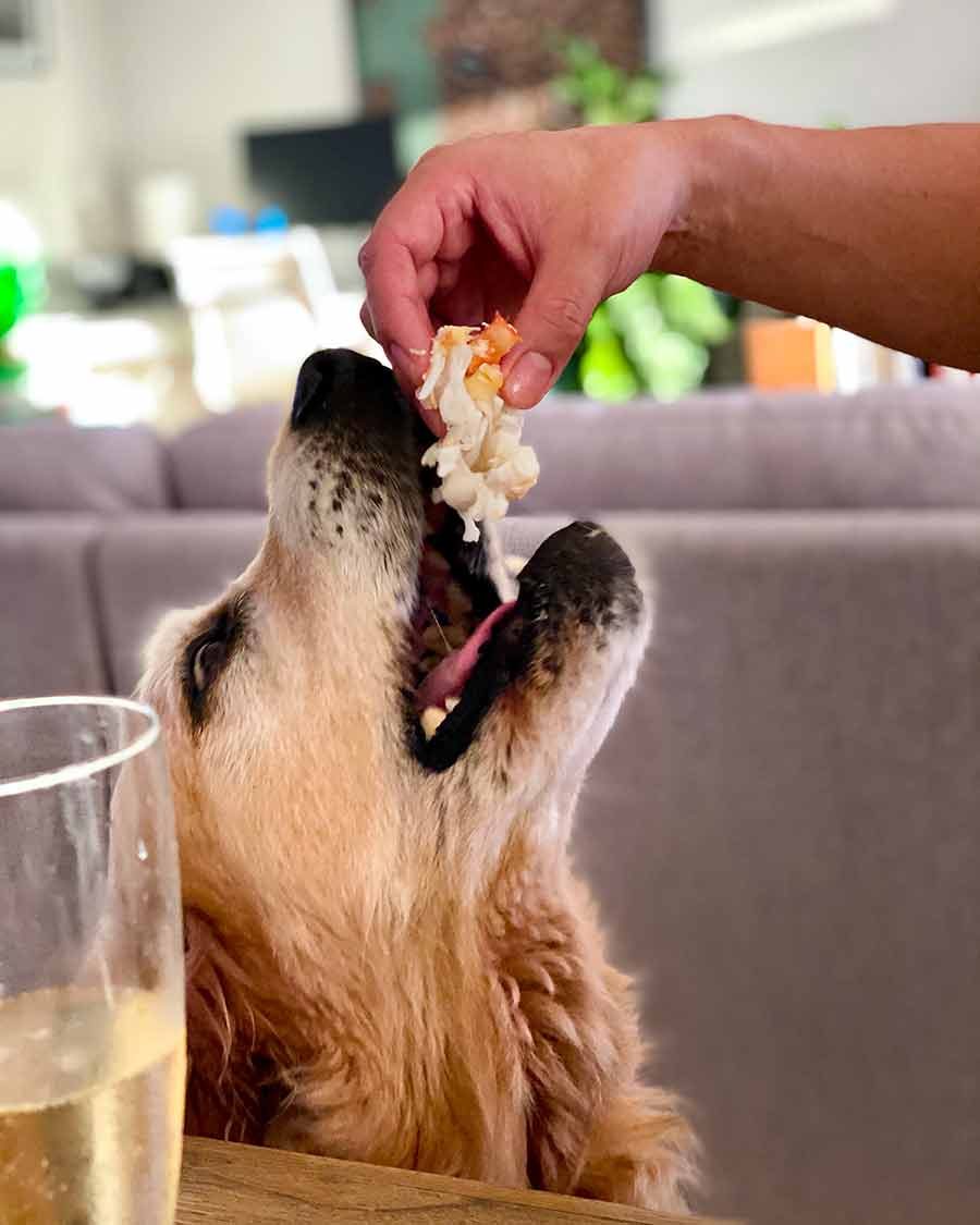 dozer-crab-meat Dozer eating crab meat