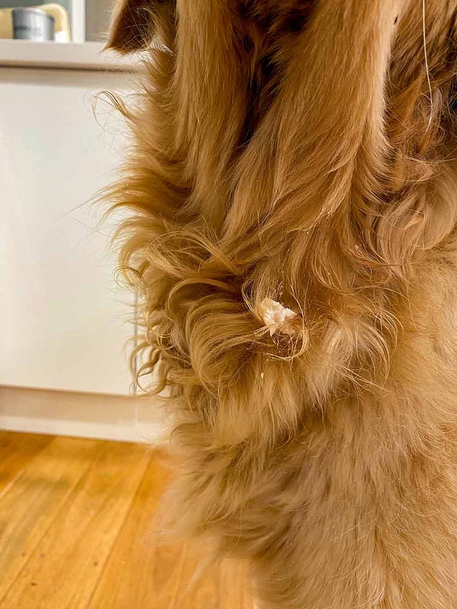 dozer-food-catching-chest-hair Dozer food catching chest hair