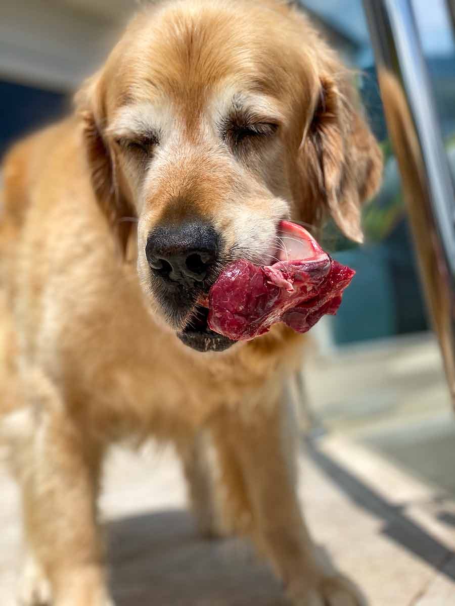 dozer-meaty-bones Dozer eating meaty bone