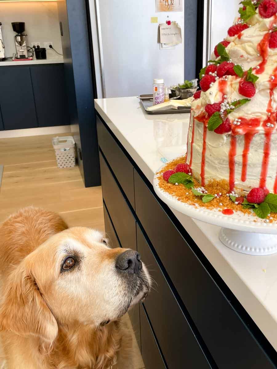 dozer-pav-christmas-cake