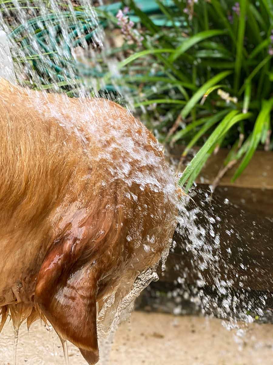 dozer-post-beach-shower Dozer-post-beach-shower