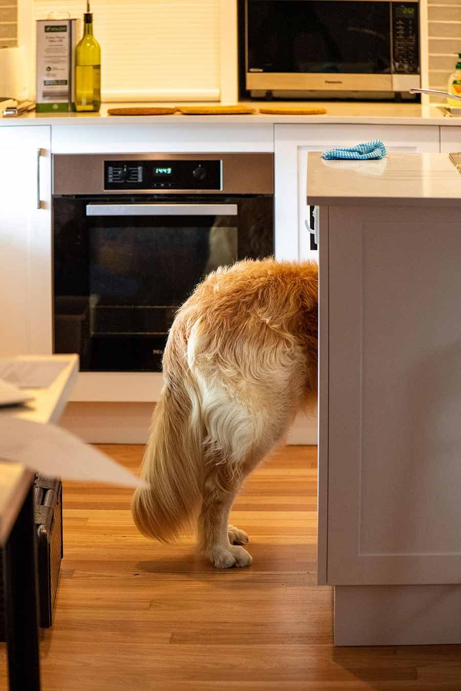 dozer-rump-kitchen-lamb Dozer's rear end