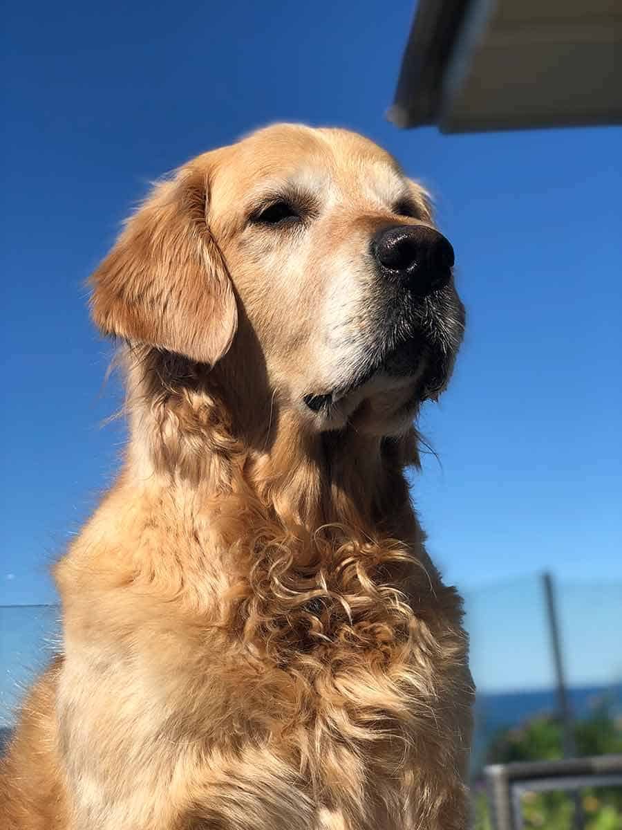 dozer-sitting-on-day-bed-showing-off-chest-hair Dozer the golden retriever dog sitting on Day Bed