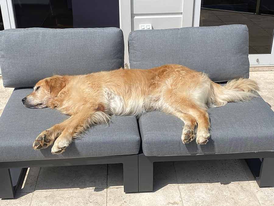 dozer-sprawled-on-outdoor-lounge Dozer sprawled across 2 seats