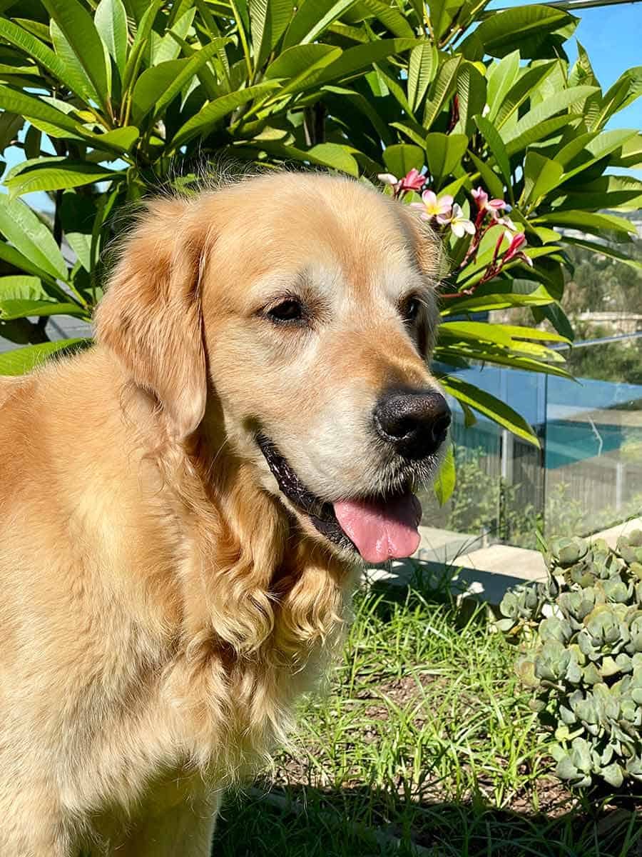 dozer-available-for-virtual-hugs Dozer the golden retriever - RecipeTin Eats