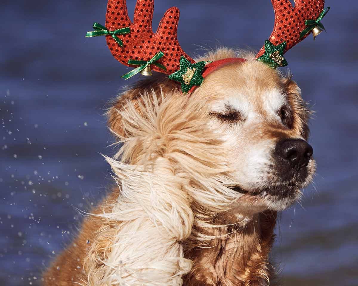 dozer-christmas-2020-smacked-in-face-by-tail Dozer getting smacked in face by tail Christmas 2020