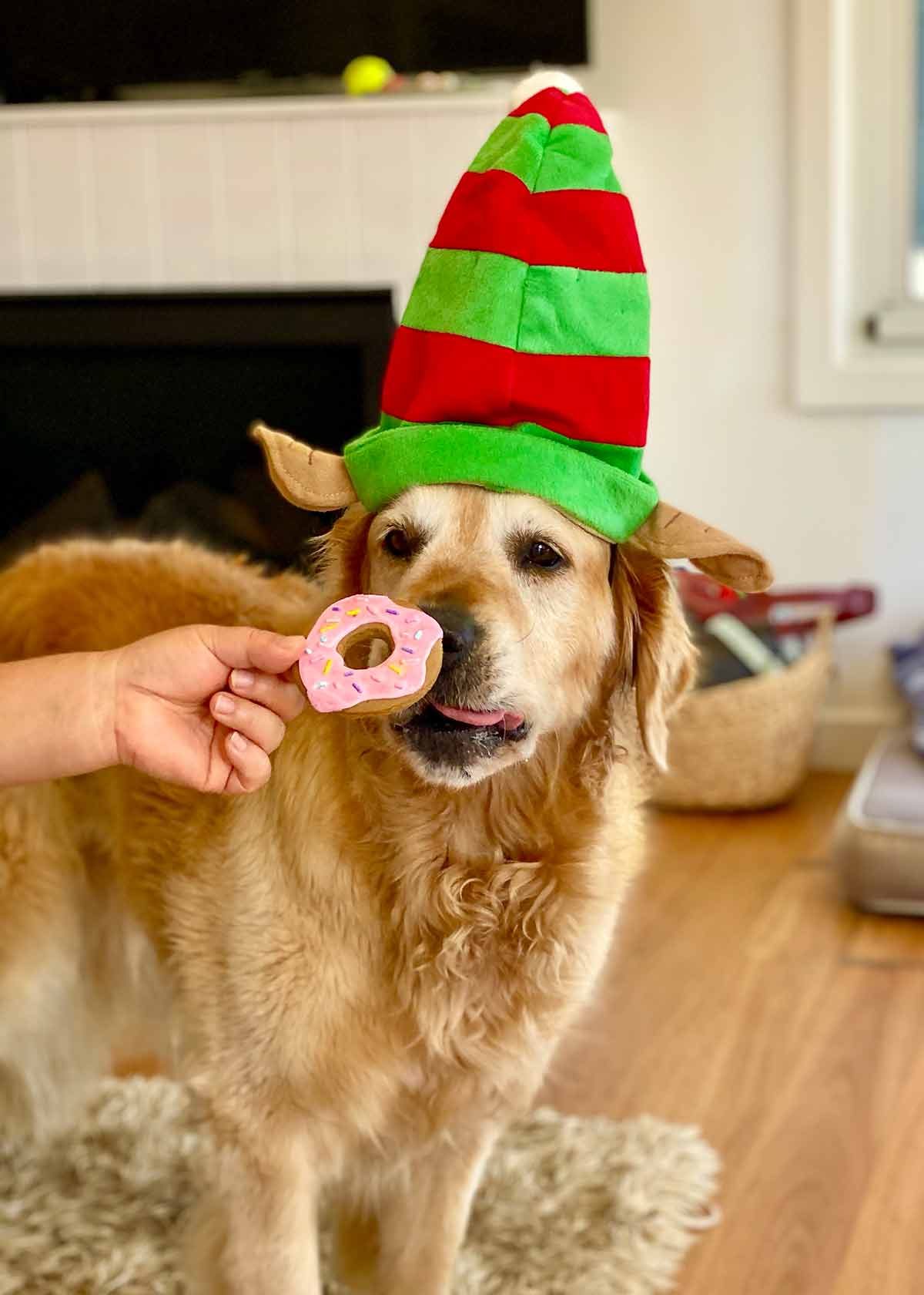 dozer-gingerbread-doughnut Dozer elf hat Christmas 2020