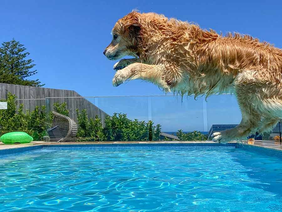 dozer-jumping-into-pool Dozer jumping into pool
