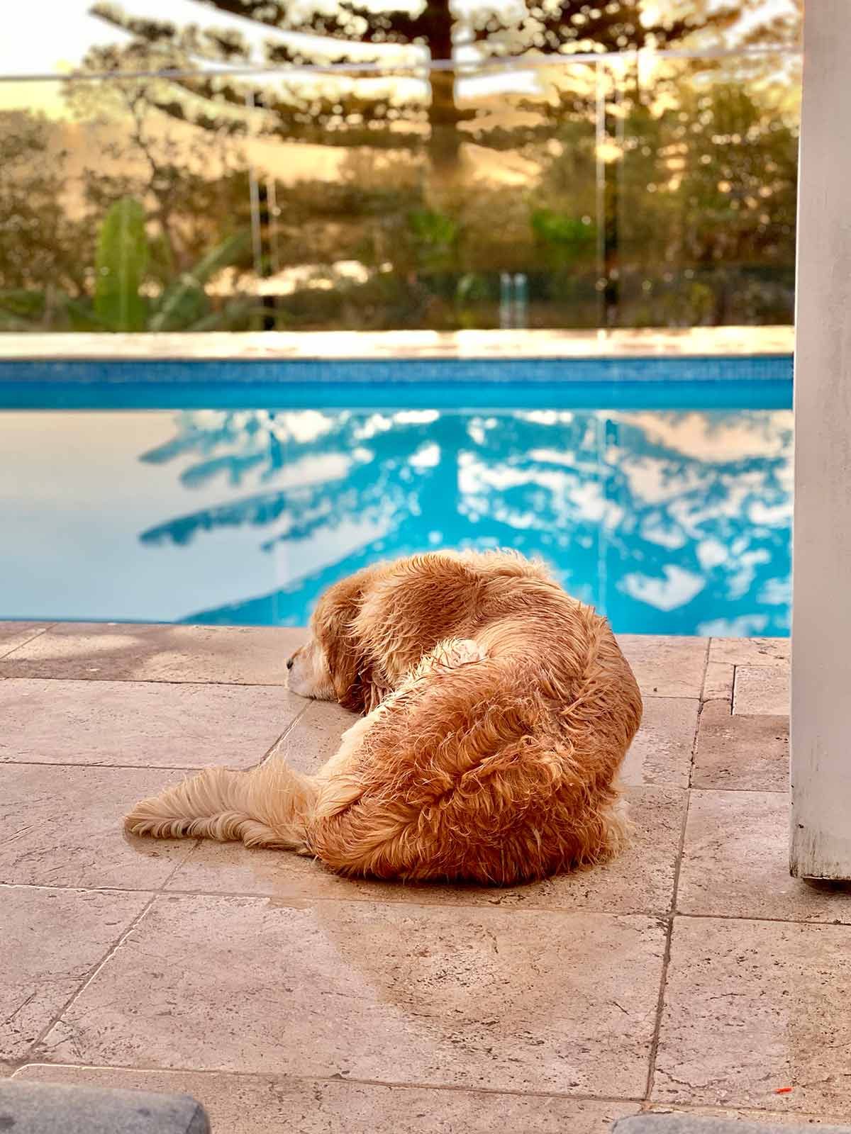 dozer-lying-by-pool Dozer lying by pool
