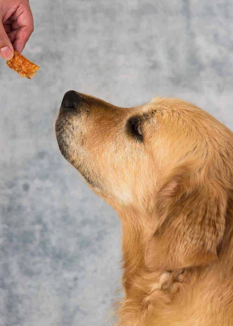 dozer-pork-crackling Dozer the golden retriever pork crackling