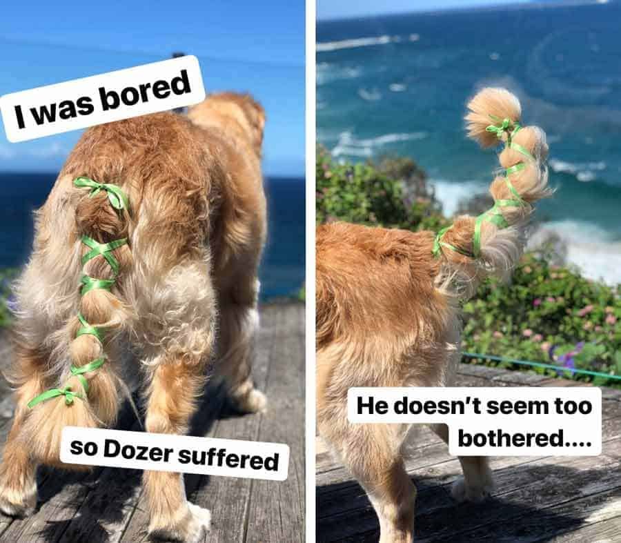 dozer-ribbon-in-tail Dozer the golden retriever dog with ribbon in tail