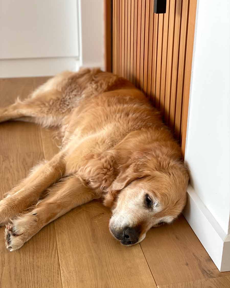 dozer-sleeping-against-door