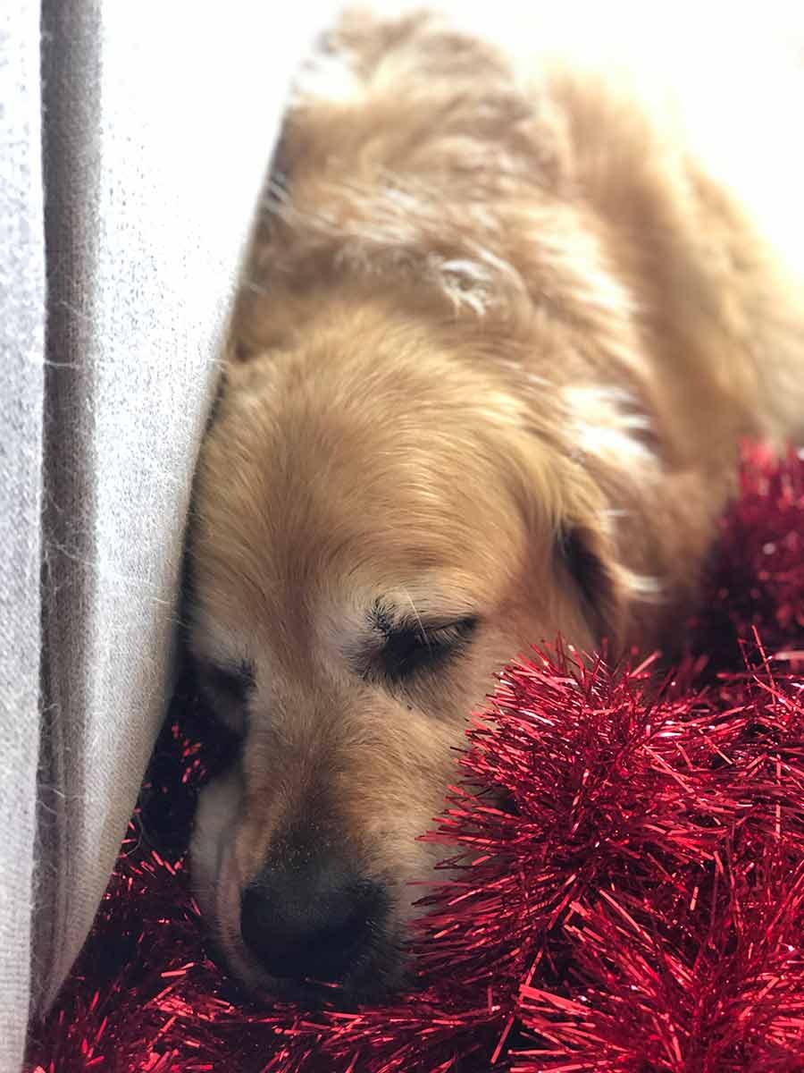 dozer-sleeping-on-tinsel Dozer sleeping on tinsel
