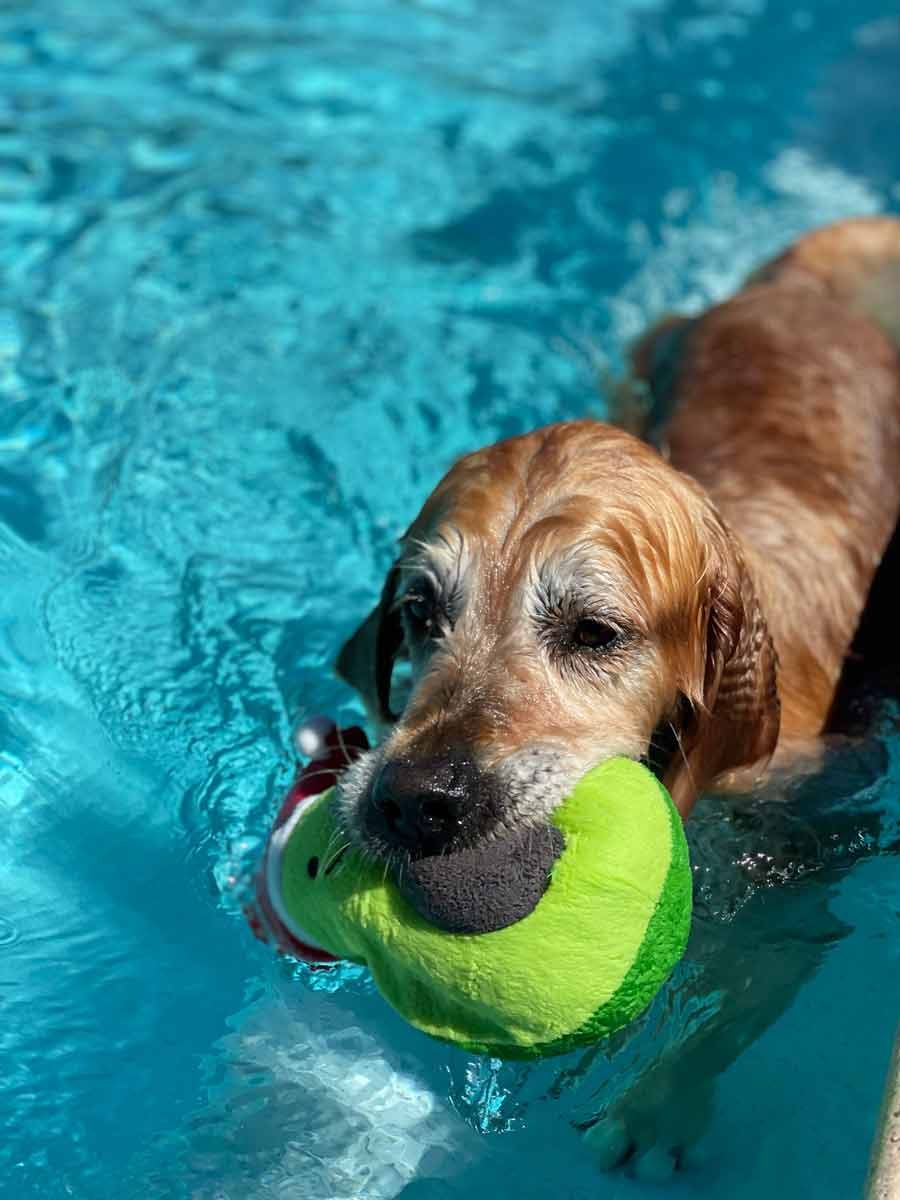dozer-swimming-with-avocado