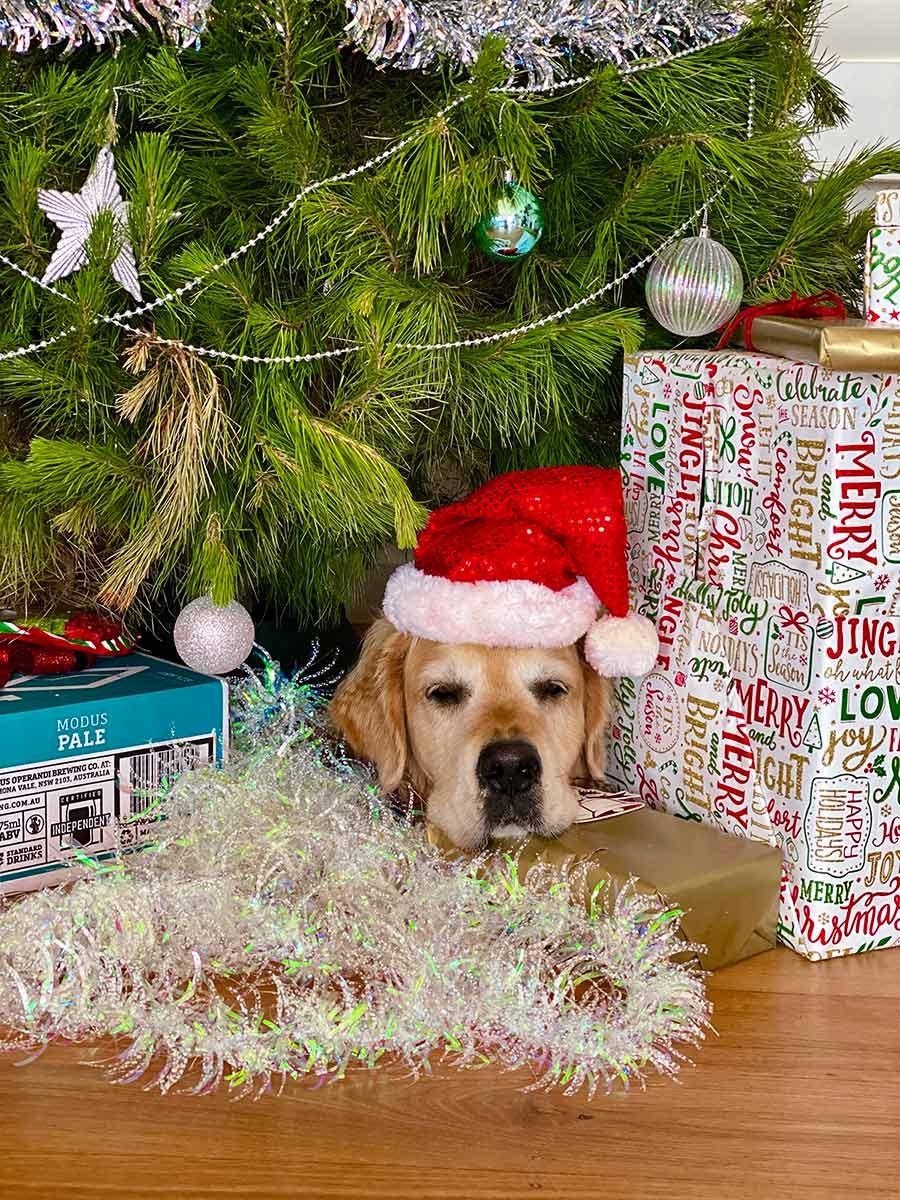 dozer-under-christmas-tree Dozer under Christmas Tree