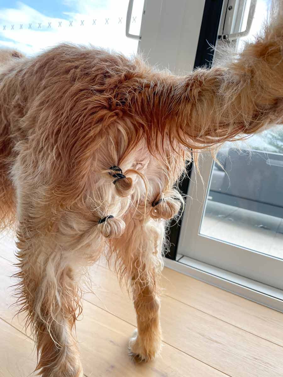 dozer-upset-stomach-man-buns-2
