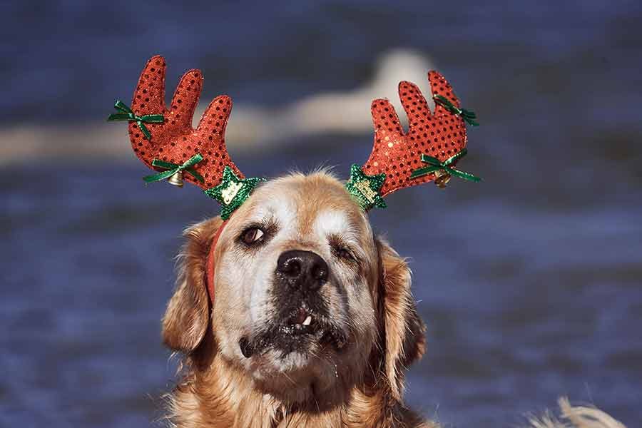 nagi-dozer-christmas-bayview-unleashed-pittware_7 Dozer Nagi Bayview Christmas 2020 Unleashed Pittwater