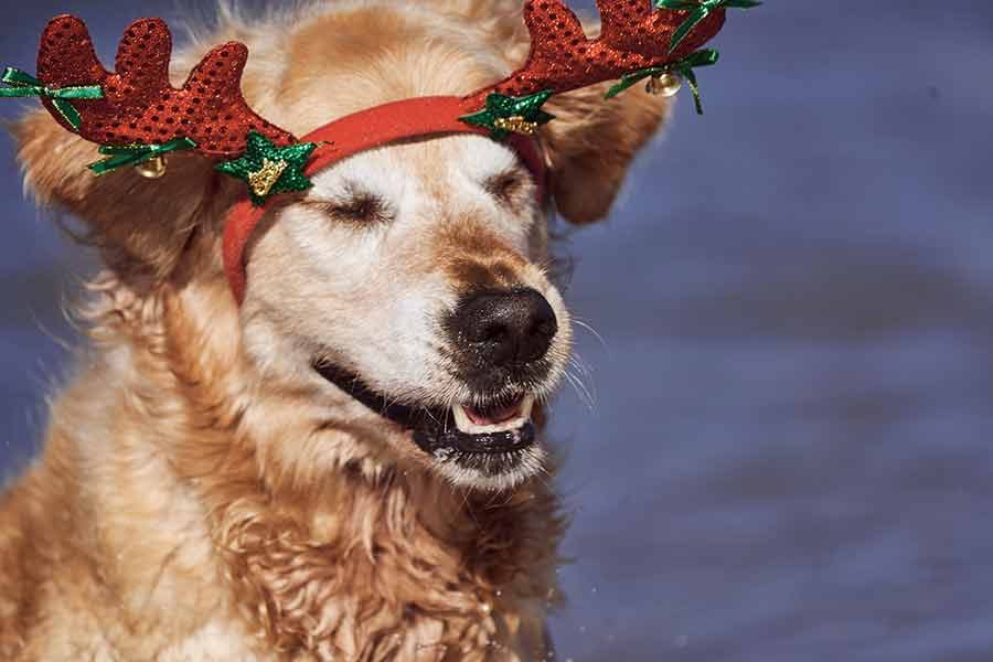 nagi-dozer-christmas-bayview-unleashed-pittware_8 Dozer Nagi Bayview Christmas 2020 Unleashed Pittwater