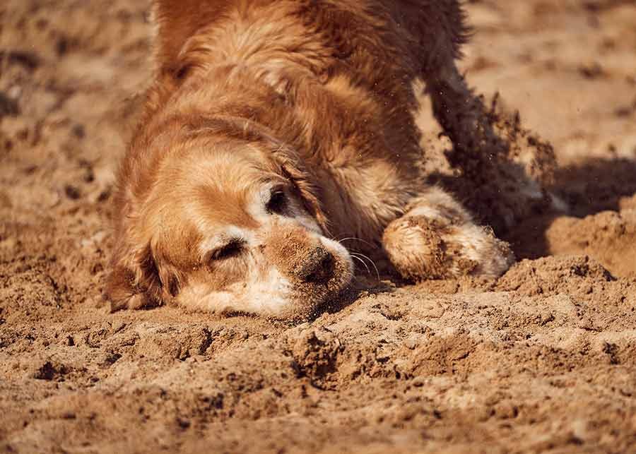 dozer-about-to-roll-in-sand Dozer-about-to-roll-in-sand