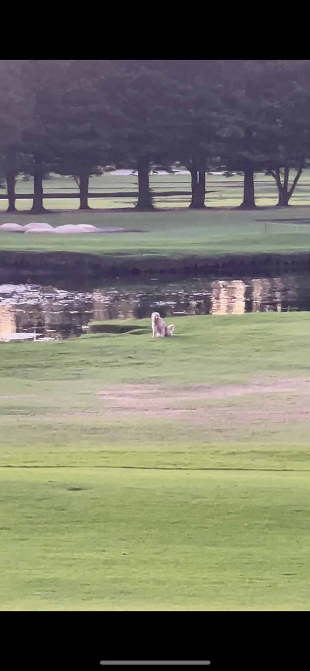 dozer-mona-vale-golf-course-2