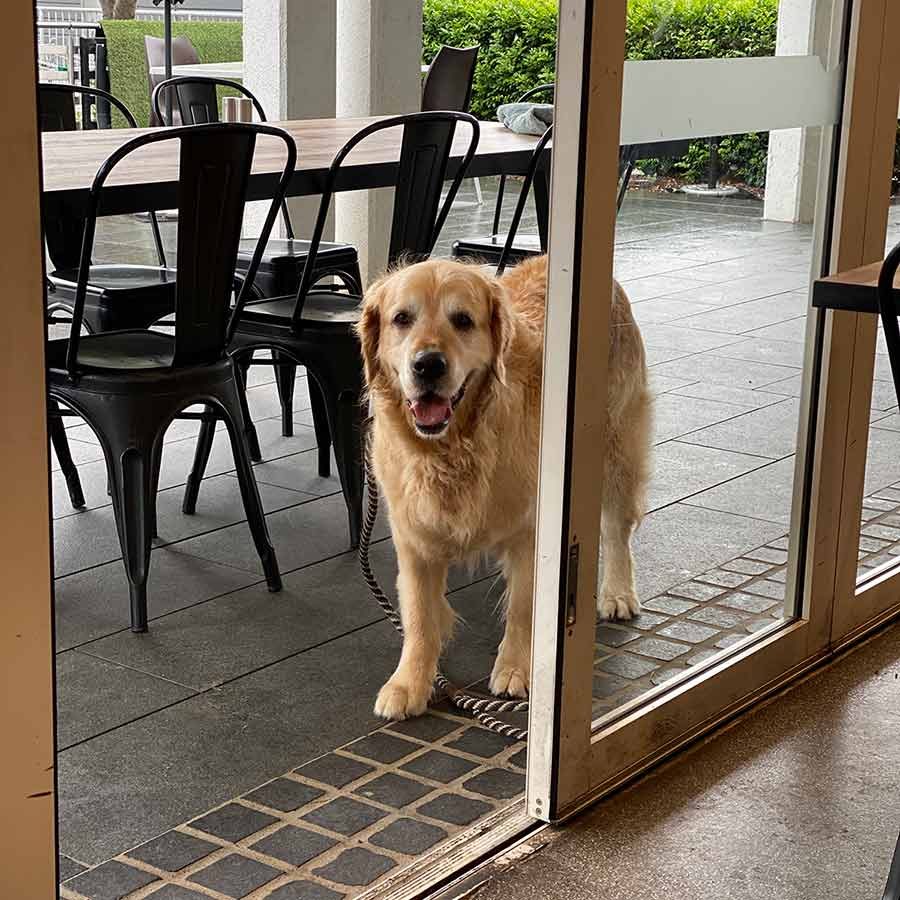 dozer-outside-cafe Dozer-outside-cafe