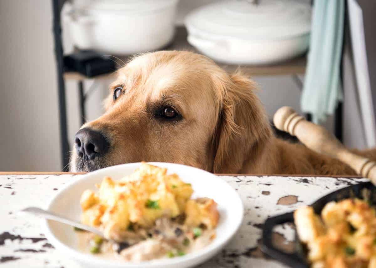 dozer-turkey-pot-pie dozer-turkey-pot-pie