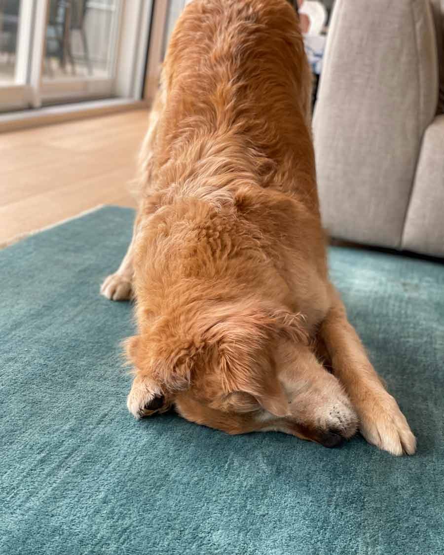 dozer-using-rug-as-kleenex