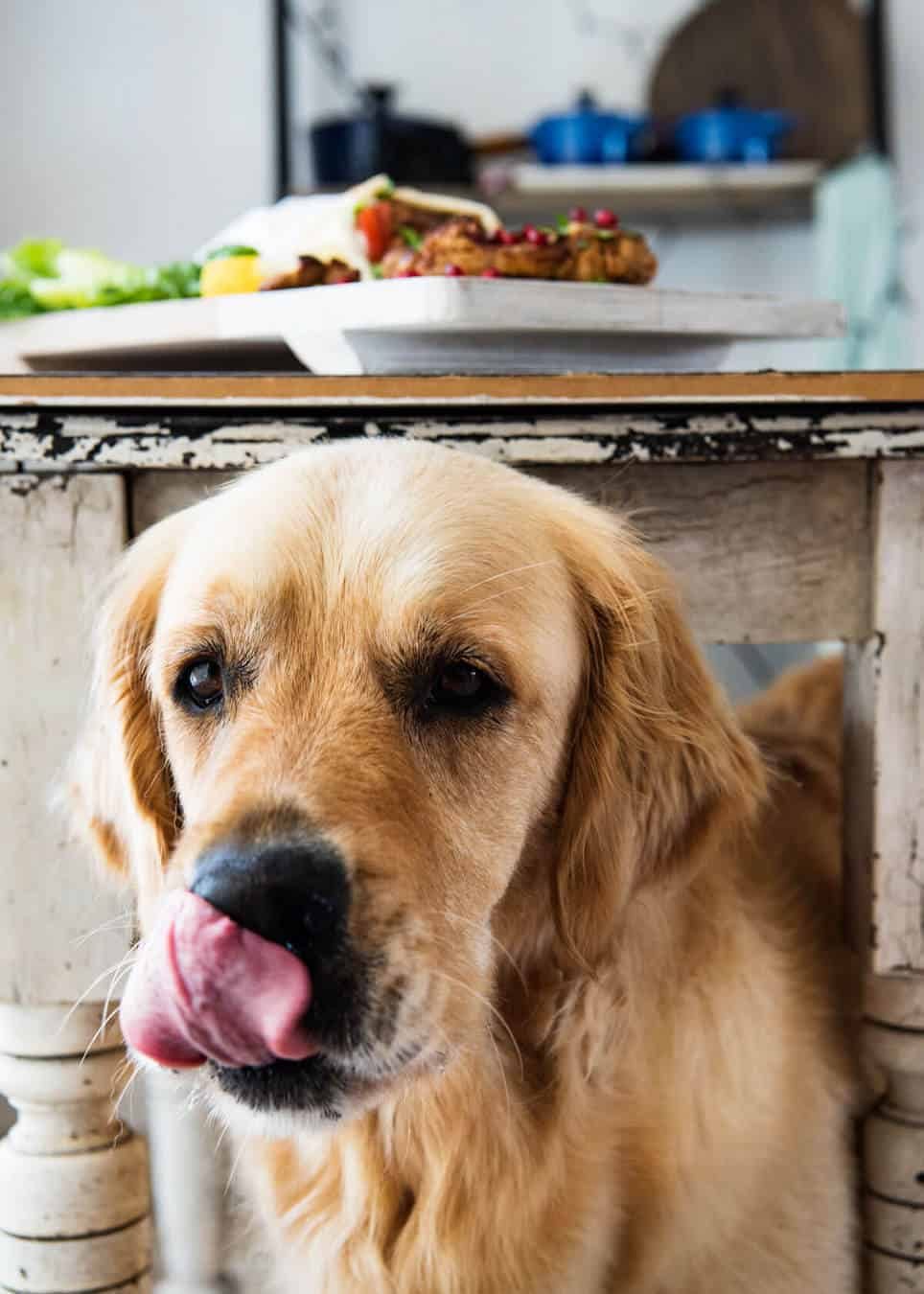 chicken-shawarma-dozer Chicken-Shawarma-Dozer