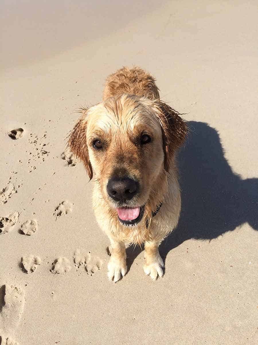 dozer-beach-newcastle Dozer the golden retriever dog Newcastle beach