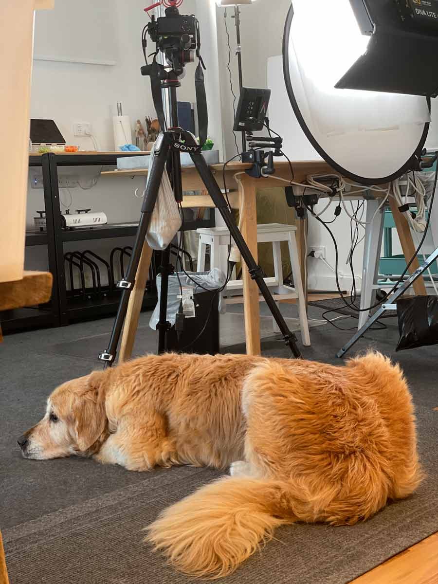 dozer-chilling-in-shoot-room