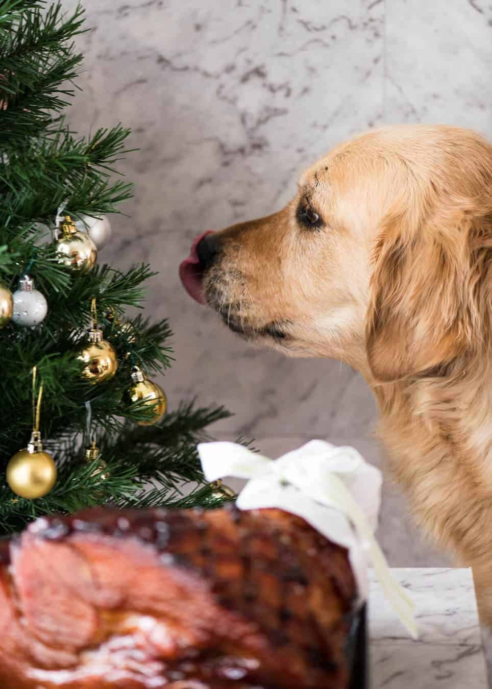 dozer-christmas-ham