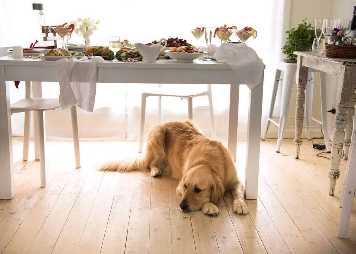dozer-christmas-menu-2016 Dozer golden retriever Christmas