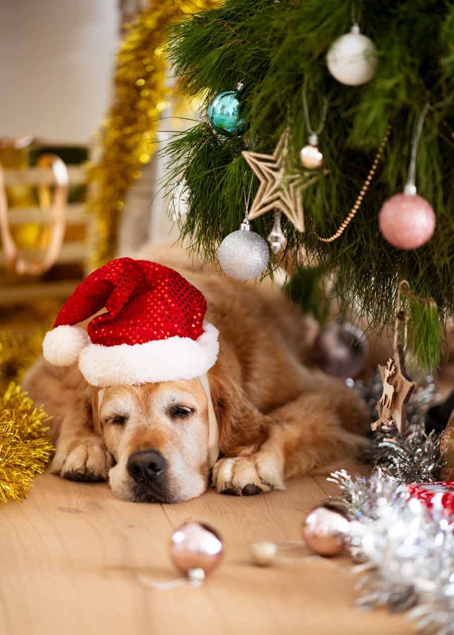 dozer-christmas-tree-2021_8-2