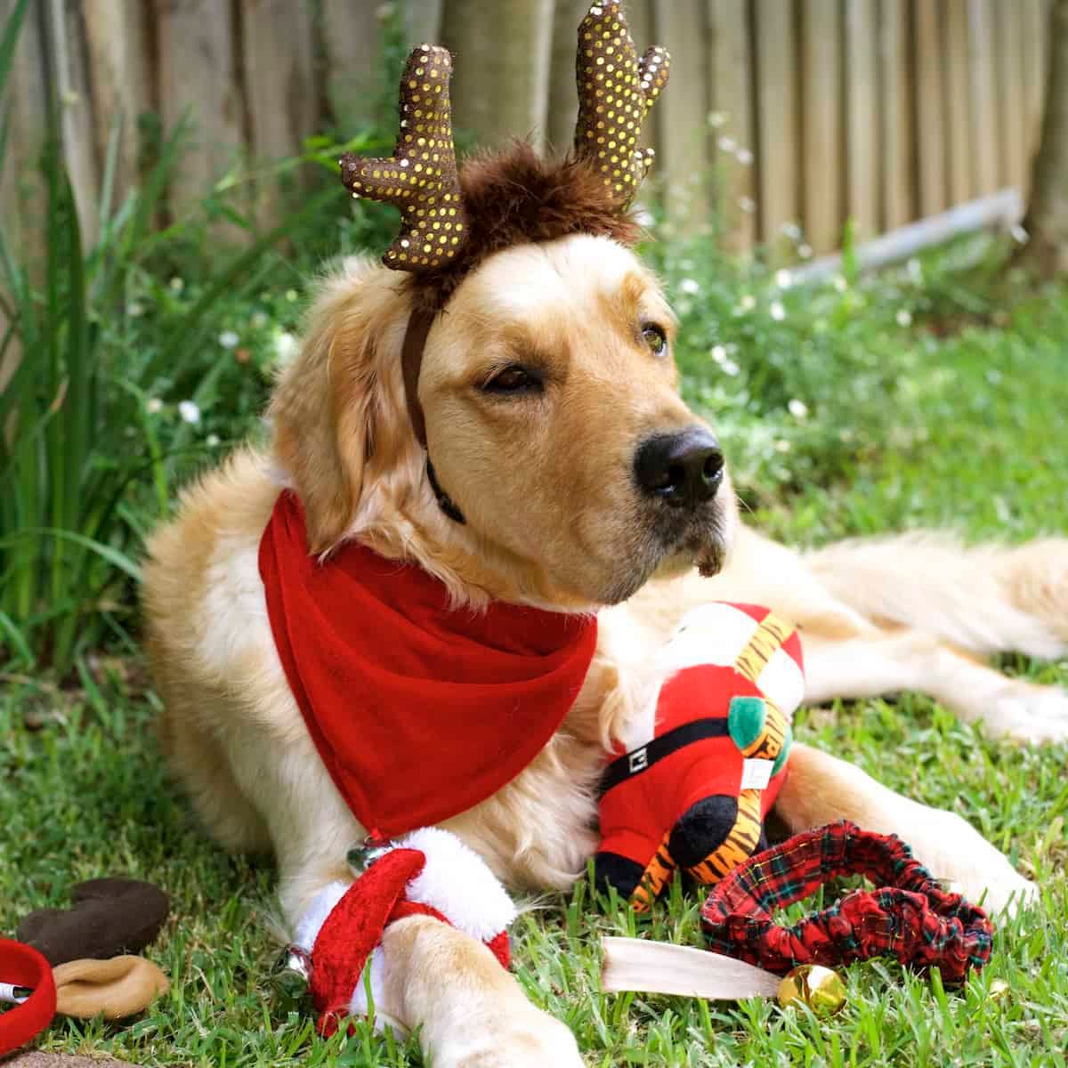 dozer-christmas