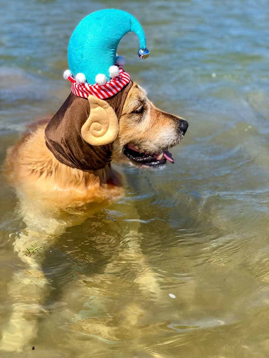 dozer-elf-hat Dozer the golden retriever dog in his Christmas outfit - elf!