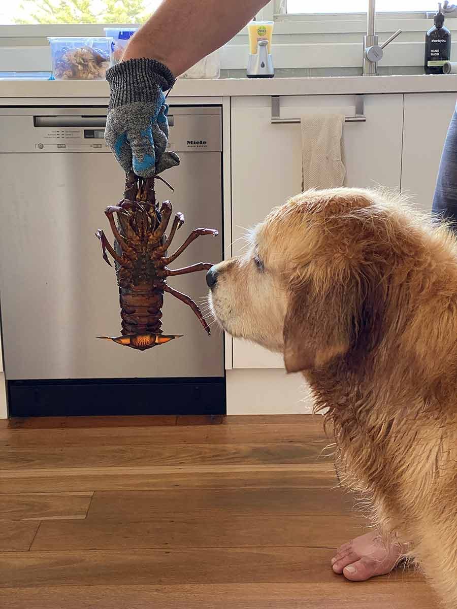 dozer-freaking-out-over-lobster Dozer-freaking-out-over-lobster