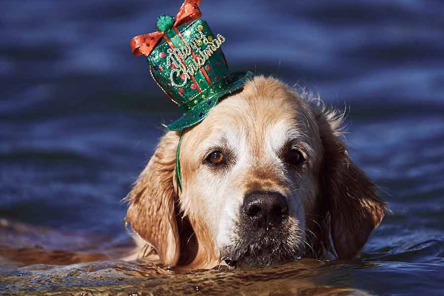 dozer-nagi-bayview-christmas-2020_unleasehed-northern-beachs_2 Dozer and Nagi Bayview Christmas 2020