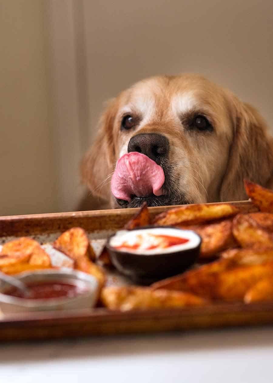 dozer-potato-wedges Dozer the golden retriever dog licking lips at sight of potato wedges