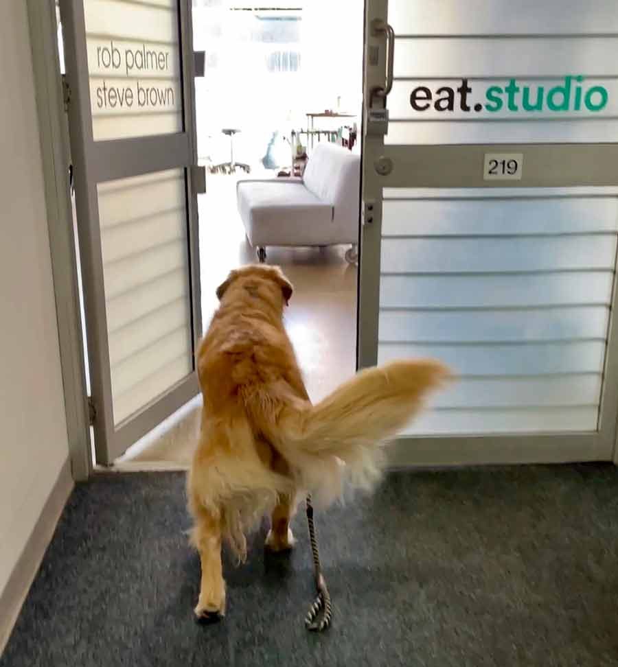 dozer-trotting-into-rob-palmer-studio